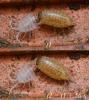 Philoscia sp.